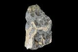 Ammonite (Promicroceras) Cluster - Marston Magna, England #176369-3